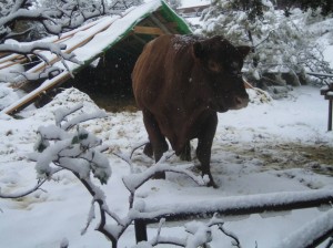 romeo_snow